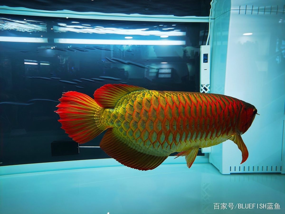 龍魚撞缸后需要多久喂食？