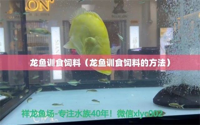 龍魚訓食飼料的方法和技巧圖片：龍魚訓練的技巧