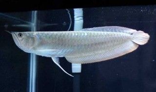 銀龍魚應(yīng)激反應(yīng)要多久才好(銀龍魚在新環(huán)境中可能會出現(xiàn)應(yīng)激反應(yīng)) 龍魚百科 第2張 銀龍魚應(yīng)激反應(yīng)要多久才好(銀龍魚在新環(huán)境中可能會出現(xiàn)應(yīng)激反應(yīng)) 銀龍魚應(yīng)激反應(yīng)要多久才好(銀龍魚在新環(huán)境中可能會出現(xiàn)應(yīng)激反應(yīng)) 龍魚百科 第2張
