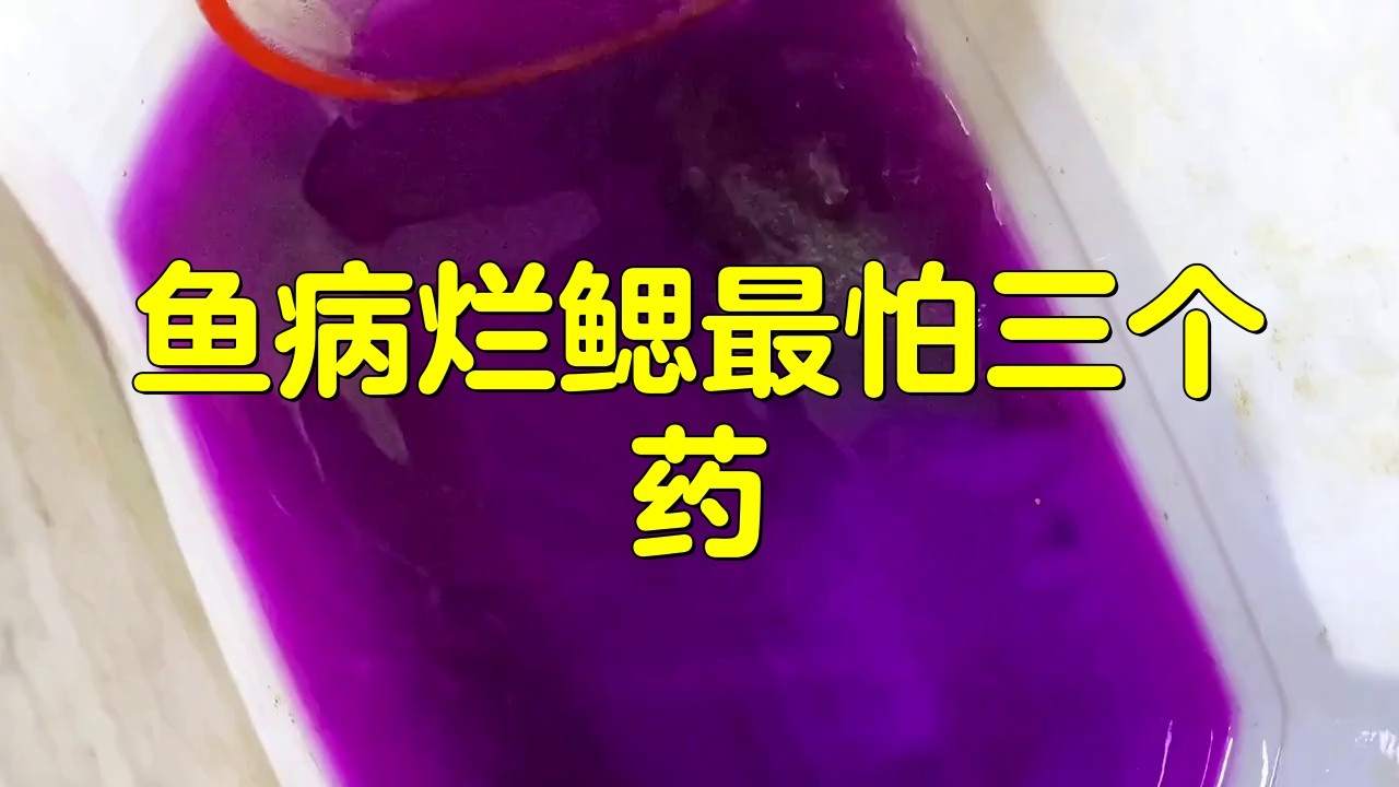 龍魚鰓蓋爛洞的最佳治療方法是什么？