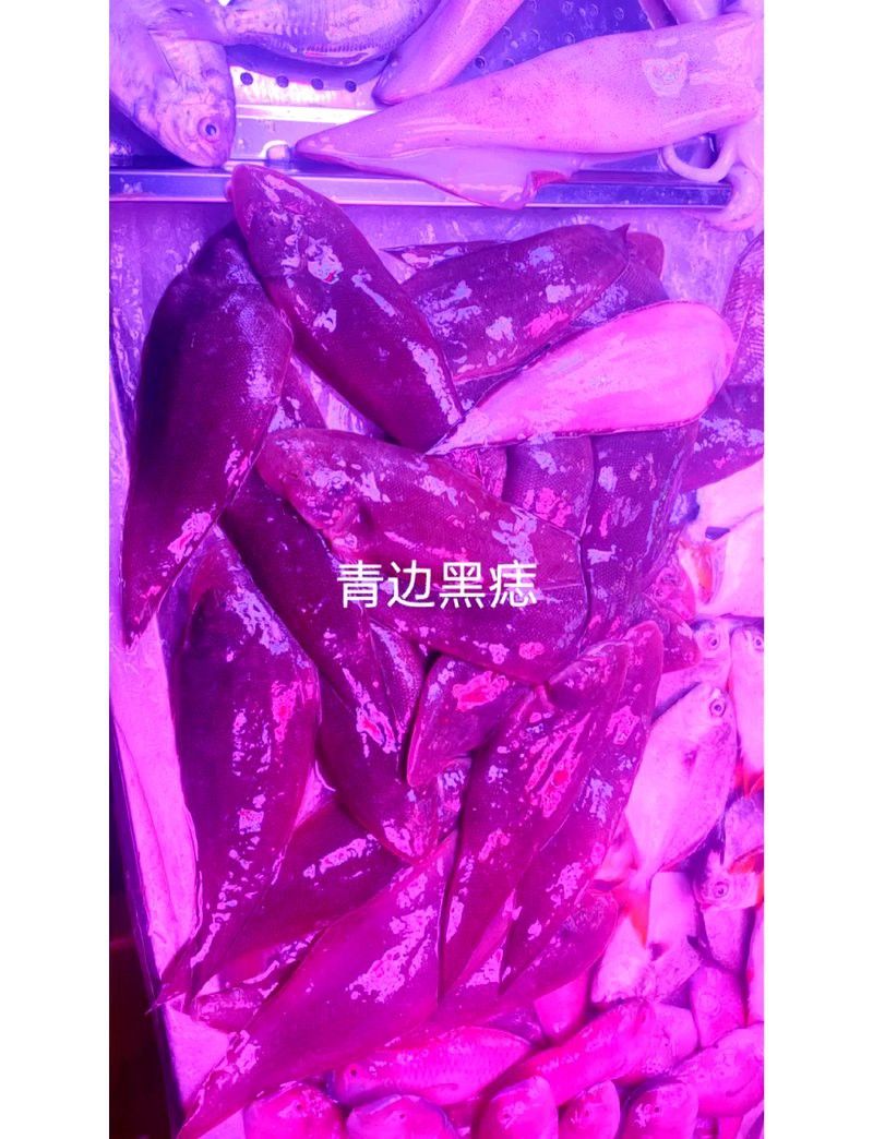 潮汕龍魚是什么魚類的