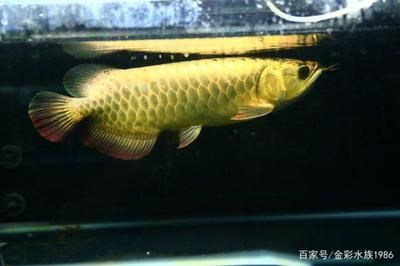 藍底金龍是什么龍魚品種的，藍底金龍魚市場價格趨勢