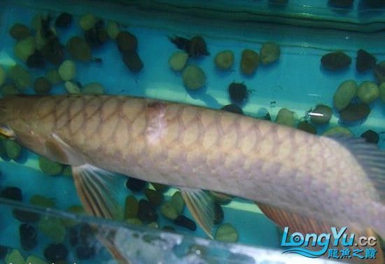 龍魚(yú)疾病預(yù)防方法視頻講解圖片：龍魚(yú)疾病的預(yù)防和治療方法