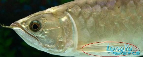 龍魚(yú)疾病預(yù)防方法視頻講解圖片：龍魚(yú)疾病的預(yù)防和治療方法