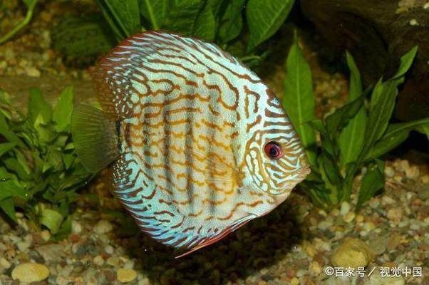 魚苗換水后食欲不振怎么辦:魚苗在換水后食欲不振怎么辦 龍魚百科 第3張 魚苗換水后食欲不振怎么辦:魚苗在換水后食欲不振怎么辦 魚苗換水后食欲不振怎么辦:魚苗在換水后食欲不振怎么辦 龍魚百科 第3張