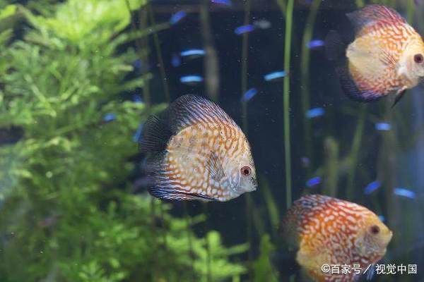 魚苗換水后食欲不振怎么辦:魚苗在換水后食欲不振怎么辦 龍魚百科 第2張 魚苗換水后食欲不振怎么辦:魚苗在換水后食欲不振怎么辦 魚苗換水后食欲不振怎么辦:魚苗在換水后食欲不振怎么辦 龍魚百科 第2張