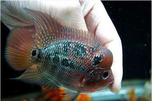 魚苗換水后食欲不振怎么辦:魚苗在換水后食欲不振怎么辦 龍魚百科 第5張 魚苗換水后食欲不振怎么辦:魚苗在換水后食欲不振怎么辦 魚苗換水后食欲不振怎么辦:魚苗在換水后食欲不振怎么辦 龍魚百科 第5張