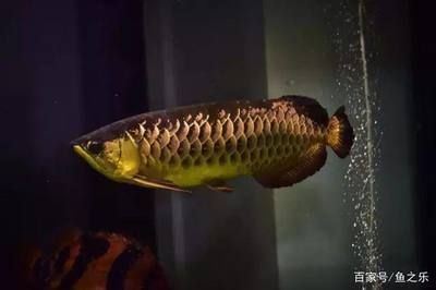 剛買回來的龍魚（剛買回來的龍魚一周多了不吃食怎么辦360問答） 剛買回來的龍魚（剛買回來的龍魚一周多了不吃食怎么辦360問答） 龍魚百科 第1張