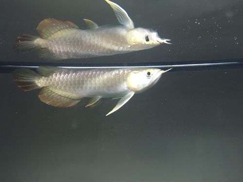 剛買回來的龍魚（剛買回來的龍魚一周多了不吃食怎么辦360問答） 剛買回來的龍魚（剛買回來的龍魚一周多了不吃食怎么辦360問答） 龍魚百科 第2張