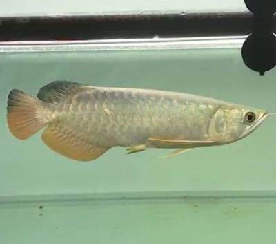 剛買回來的龍魚（剛買回來的龍魚一周多了不吃食怎么辦360問答） 剛買回來的龍魚（剛買回來的龍魚一周多了不吃食怎么辦360問答） 龍魚百科 第3張