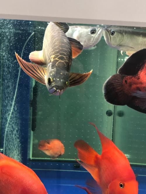 高背金龍魚發色過程圖片欣賞