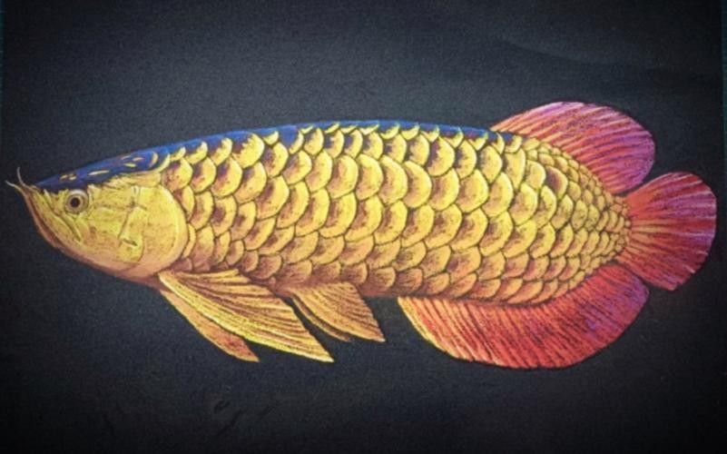 高背金龍魚發色過程圖片欣賞