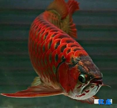 金龍魚吧 百度貼吧官網：【金龍魚吧】金龍魚吧