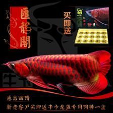 紅龍魚苗批發價格多少錢（最新紅龍魚苗價格、批發報價、價格大全）