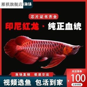 紅龍魚苗批發價格多少錢（最新紅龍魚苗價格、批發報價、價格大全）