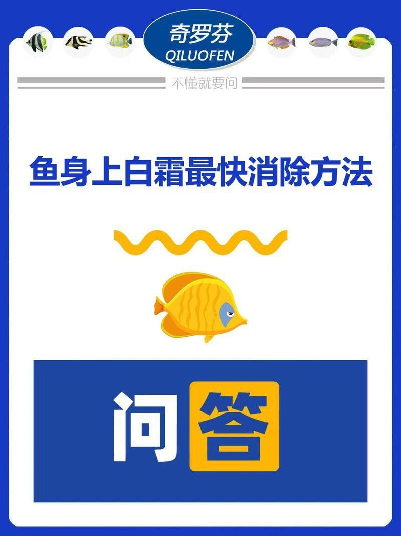 龍魚真菌感染后多久會復發？