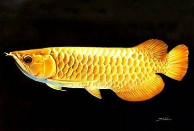 金龍魚先生
