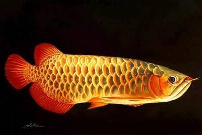 金龍魚先生