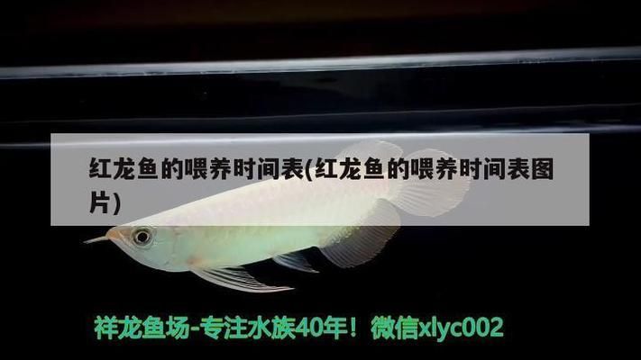 紅龍魚(yú)吃食（紅龍魚(yú)成年期增色食物安全處理方法）