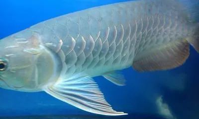 龍魚一直撞缸會死嗎：龍魚撞缸會導致死亡嗎？