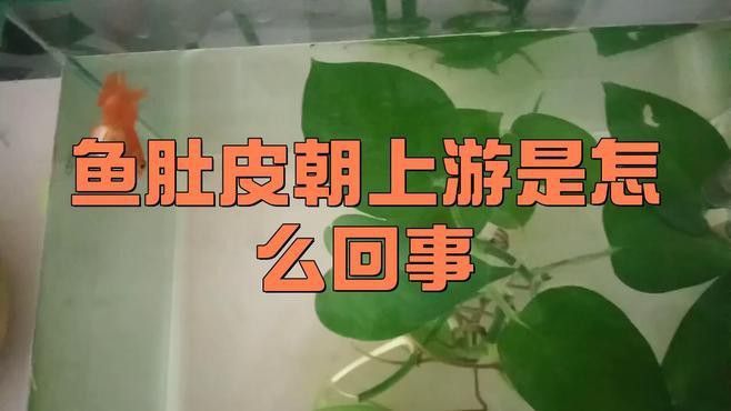 如何判斷龍魚是否翻肚？