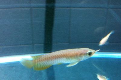 新加坡金龍魚繁殖場地