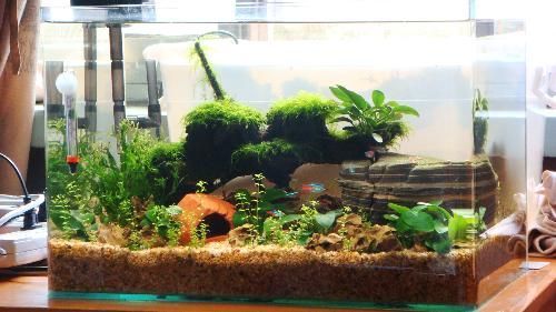 多大的魚缸適合養銀龍：養銀龍魚的魚缸尺寸應該滿足以下幾個條件