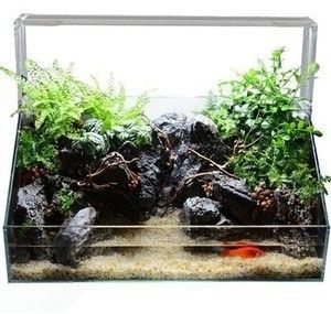 多大的魚缸適合養銀龍：養銀龍魚的魚缸尺寸應該滿足以下幾個條件