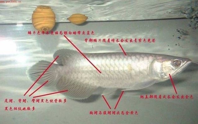 亞洲第一藍底過背金龍