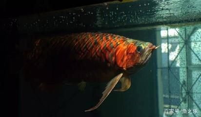紅龍魚(yú)換水需要加鹽嗎：換水時(shí)是否需要給紅龍魚(yú)的水中加鹽