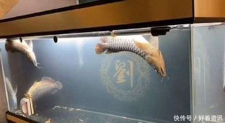 龍魚翻白了能救回來嗎：龍魚翻白是因為多種原因，包括缺氧、失鰾和腸胃堵塞