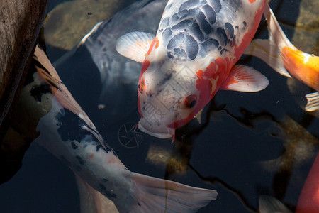 白子招財龍魚飼養(yǎng)：白子招財龍魚價格解析，稀有品種的市場價值與飼養(yǎng)指南