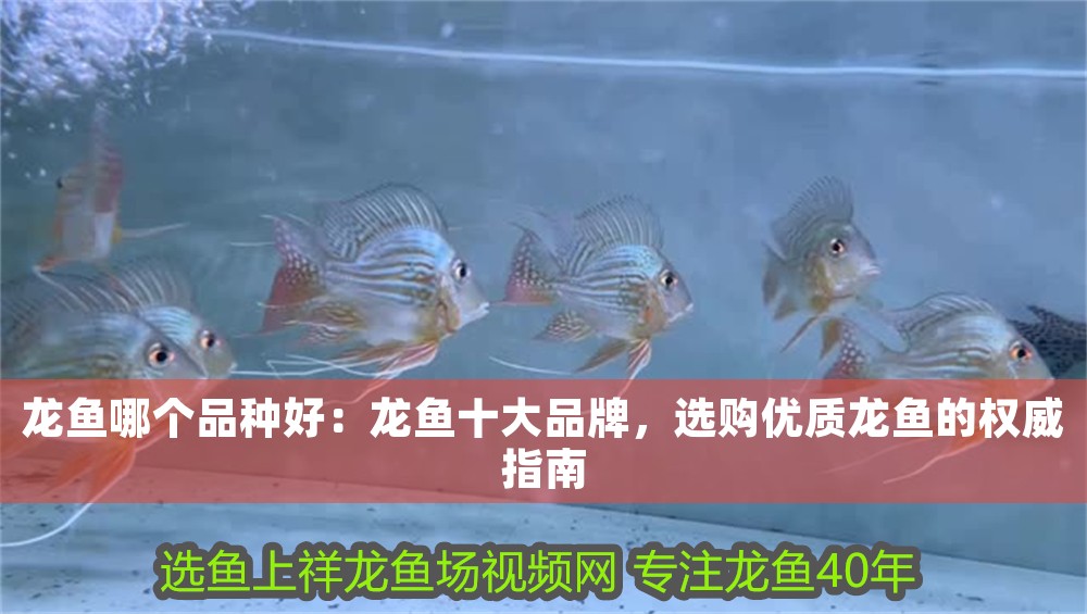 龍魚哪個品種好：龍魚十大品牌，選購優(yōu)質(zhì)龍魚的權(quán)威指南