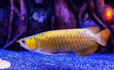 龍魚蒙眼瞎了還能恢復嗎:龍魚蒙眼瞎了是否能恢復取決于病情的嚴重程度和病因 龍魚百科 第5張 龍魚蒙眼瞎了還能恢復嗎:龍魚蒙眼瞎了是否能恢復取決于病情的嚴重程度和病因 龍魚蒙眼瞎了還能恢復嗎:龍魚蒙眼瞎了是否能恢復取決于病情的嚴重程度和病因 龍魚百科 第5張