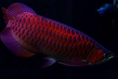 紅龍魚底色發紫(紅龍魚底色發紫可能由多種因素引起紅龍魚底色發紫) 龍魚百科 第3張 紅龍魚底色發紫(紅龍魚底色發紫可能由多種因素引起紅龍魚底色發紫) 紅龍魚底色發紫(紅龍魚底色發紫可能由多種因素引起紅龍魚底色發紫) 龍魚百科 第3張
