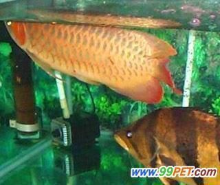 龍魚病了怎么治療圖片：龍魚病了怎么治療