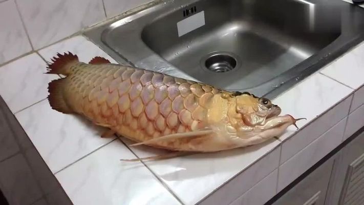 金龍魚能吃炒熟雞肉嗎【金龍魚能吃炒熟雞肉嗎金龍魚能吃炒熟雞肉嗎】
