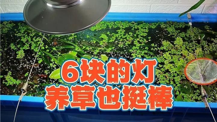 龍魚缸改草缸用什么燈