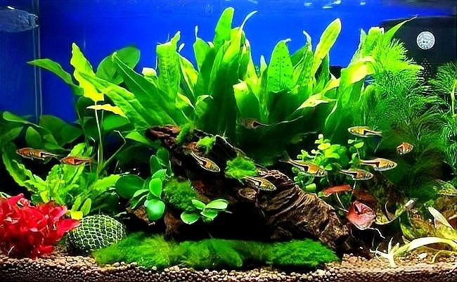 龍魚缸改草缸用什么燈