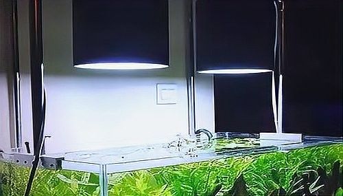 龍魚缸改草缸用什么燈