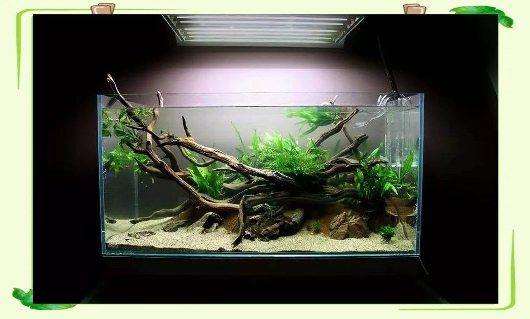 龍魚缸改草缸用什么燈