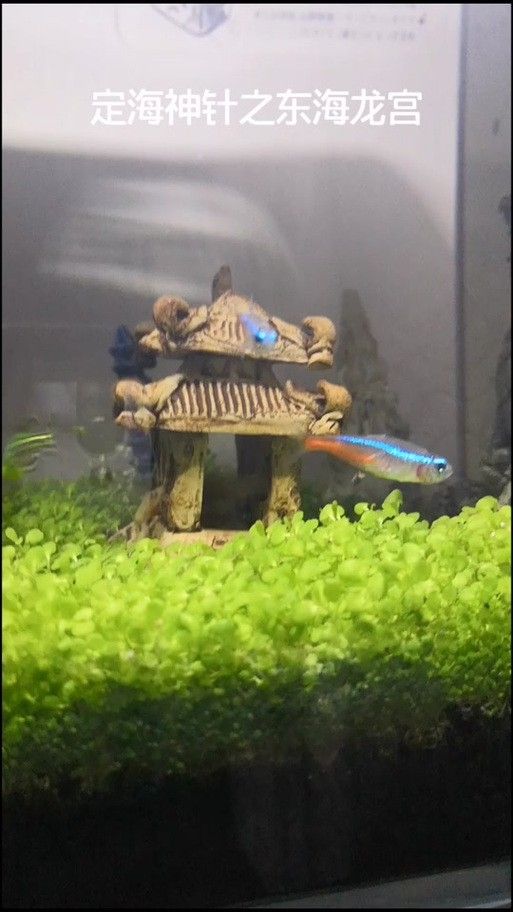 東海龍宮御龍魚缸介紹圖片欣賞