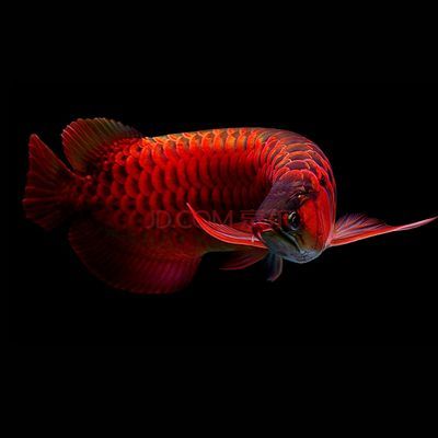 超血紅龍魚價格表（超血紅龍魚價格）