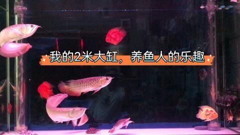 飼養紅龍魚除了換水喂食還需要注意以下幾個方面：飼養紅龍魚除了換水和喂食之外還需要注意以下幾個方面