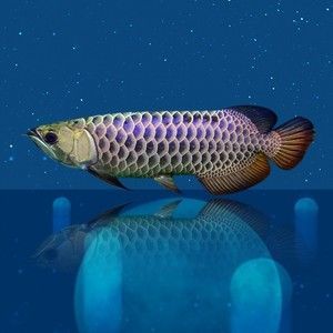 藍底龍魚用什么背景：藍底龍魚最佳飼養環境設置