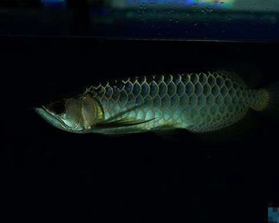 養(yǎng)龍魚(yú)背景白的好還是黑了好：養(yǎng)龍魚(yú)時(shí)背景顏色的選擇是一個(gè)重要的考慮因素及飼養(yǎng)難度