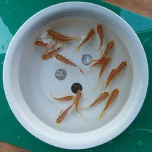 龍魚飼料哪種好養(yǎng)活，龍魚飼料的選擇對其健康和生長至關重要 龍魚飼料哪種好養(yǎng)活，龍魚飼料的選擇對其健康和生長至關重要 龍魚百科 第4張