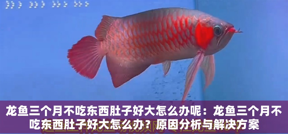 龍魚三個月不吃東西肚子好大怎么辦呢：龍魚三個月不吃東西肚子好大怎么辦？原因分析與解決方案