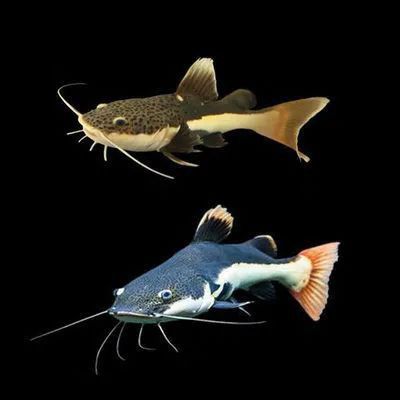 招財貓吃龍魚