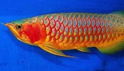 綠皮紅辣椒龍魚：綠皮紅辣椒龍魚的價格 綠皮紅辣椒龍魚：綠皮紅辣椒龍魚的價格 龍魚百科 第3張